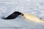 A bonding between a baby Harp seal and its mother is a priceless moment that can not be replaced as it never seems to last any longer than two weeks.