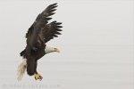 An area spotted by this Bald Eagle is where he will pluck his prey from the waters in Homer, Alaska in the USA.
