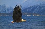 In its natural habitat in Homer, Alaska in the USA, a Bald Eagle flies just above the surface of the water with a backdrop of the snowy mountains, a sign winter is arriving.