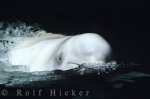 As cute as a button is a beluga whale that looks at you with his little eyes and big smile where they reside in the cold Arctic waters.