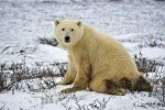 A cute Polar Bear kneels on the blanket of ice and snow on the landscape of the Churchill Wildlife Management Area in Churchill, Manitoba.