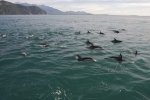 Dusky Dolphins love to spend time surfing in the wake of boats which is what these dolphins just finished doing for a tour with Encounter Kaikoura off the South Island of New Zealand.