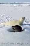 A baby Harp Seal cries for this family reunion while waiting for its mother to return after she has been feeding in the icy waters along the coast of the Gulf of St. Lawrence.