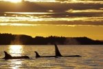 A Killer Whale pod has grouped together at sunset and enjoys some quiet time while resting on the surface of the water off Northern Vancouver Island in British Columbia, Canada.