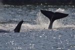 Killer whale watching is extremely exciting off Northern Vancouver Island in British Columbia, Canada, especially when they decide it is time to display their tail.