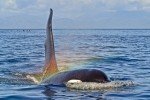 Orca whale with Rainbow in the pacific ocean - Ocean Animals