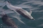 This Picture shows two bottlenose dolphins swimming beside a small dolphin watching vessel in the Bay of Island in New Zealand.