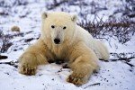 As winter arrives in the Churchill Wildlife Management Area in Churchill, Manitoba, a Polar Bear spends time relaxing on the cold ground which has been blanketed with snow.