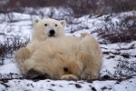 As cute as this Polar Bear looks giving himself a massage on the winter landscape in the Churchill Wildlife Management Area in Manitoba, Canada, he can be extremely dangerous.