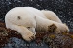 A sleeping Polar Bear in the Churchill Wildlife Management Area in Manitoba, Canada is a picture worth a thousand words but let it be known that they are still aware of their surroundings.