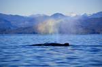 A humpback whale exhaling with a rainbow in front of the scenic coastline and mountains of British Columbia, Canada.