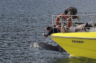 As a Bottlenose Dolphin swims within feet of the bow of a dolphin watching vessel in the Bay of Islands, New Zealand, passengers lay flat across the bow to capture the best pictures.