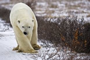 A Polar Bear which belongs to the endangered species walking in the arctic tundra looking for food.