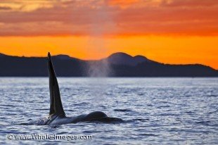 As a whale watching tour heads home in Weyton Pass off Northern Vancouver Island, a lone male Orca surfaces beneath the beautiful sunset sky.