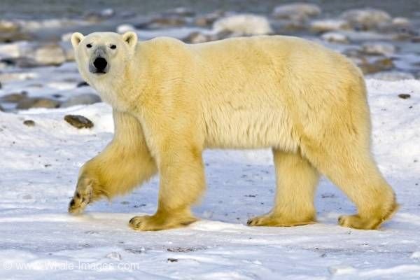 Arctic animal cute polar bear shoreline