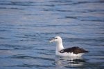 An Albatross floats peacefully on the surface of the water near Kaikoura on the East Coast of the South Island of New Zealand.