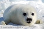 A baby Harp Seal, less than a week old, posing for the camera on the pack ice on the Gulf of St. Lawrence in Canada.