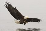 The massive wingspan of a Bald Eagle is widely spread as he prepares for touch down in order to grasp a meal around Homer, Alaska.