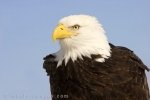 A fascinating American bird of prey is the Bald Headed Eagle found in Homer, Alaska in the USA.