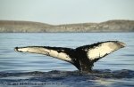 Fluke of a Humpback Whale in Marine Biome.