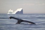 Humpback Whales diving in Front of Iceberg
