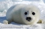 A cute baby Harp Seal waits patiently on the ice for the return of its mother near the Gulf of St. Lawrence in Canada.
