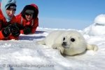 A picture of a cute Harp Seal on the ice floe on the Gulf of St. Lawrence being watched over by Heather Mills McCartney and her husband Paul McCartney.