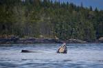A mother and her baby playing in Blackfish Sound off Hanson Island on a beautiful calm day,British Columbia, Canada.