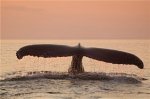 Photograph of a Humpback Whale Tail
