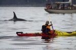 Kayaking with Orca Whales is a popular tourist activity off Vancouver Island in British Columbia, Canada