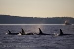 A Killer Whale family surfaces as they pass in front of a fishing boat in the waters off Northern Vancouver Island, BC giving the crew a prime viewing location.