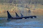 Killer Whale Picture of a resting family pod