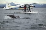 Ongoing research on Dolphins, Marine Biology