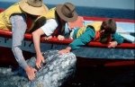 Gray Whale watching on Mexico Vacations of the Baja California, Mexico