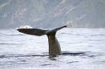 New Zealand Animals, Sperm Whales, Kaikoura, New Zealand