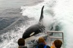 Large male Orca Whale surfing beside a whale watching vessel