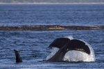 A Orca Whale shows his tail off the coast of Northern Vancouver Island