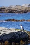 The Kaikoura Peninsula on the South Island of New Zealand is a great spot to view a Pied Shag.