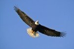 A soaring Bald Eagle (Haliaeetus leucocephalus) in a clear blue sky.