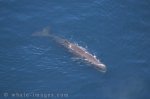 Aerial Photo of a Sperm Whale in the deep blue sea