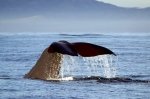 Sperm Whales best seen off the New Zealand coast