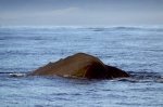 Whale Pictures showing a Sperm Whale in Kaikoura Bay