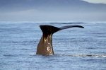Sperm Whales showing classic Whale Tail Pics