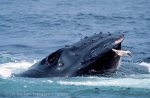 Humpback Whale - Wildlife Pictures