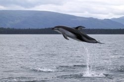 Dolphin Facts Information