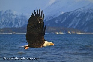 In its natural habitat in Homer, Alaska in the USA, a Bald Eagle flies just above the surface of the water with a backdrop of the snowy mountains, a sign winter is arriving.