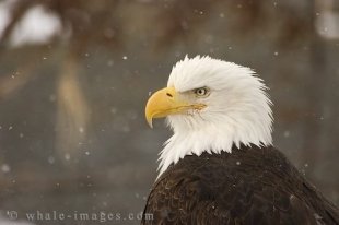 Portrait of a Bald Eagle sitting in snowfall near Homer in Alaska, USA.