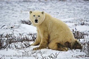 A cute Polar Bear kneels on the blanket of ice and snow on the landscape of the Churchill Wildlife Management Area in Churchill, Manitoba.