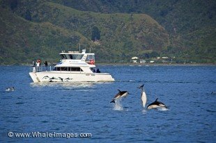Take a boat tour with Encounter Kaikoura Dolphin Watching and find yourself in awe of the performances of the Dusky Dolphins in the waters off the coast of Kaikoura on the South Island of NZ.