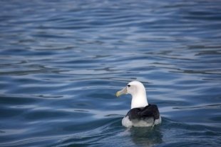 An Albatross rests peacefully on the surface of the water as a dolphin watching tour with Encounter Kaikoura on the South Island of New Zealand passes by.